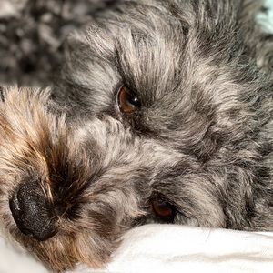 Meet your Posher, Manjusha